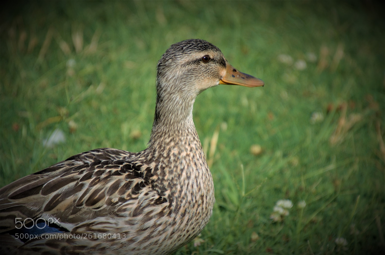 Nikon D5100 sample photo. Duck photography