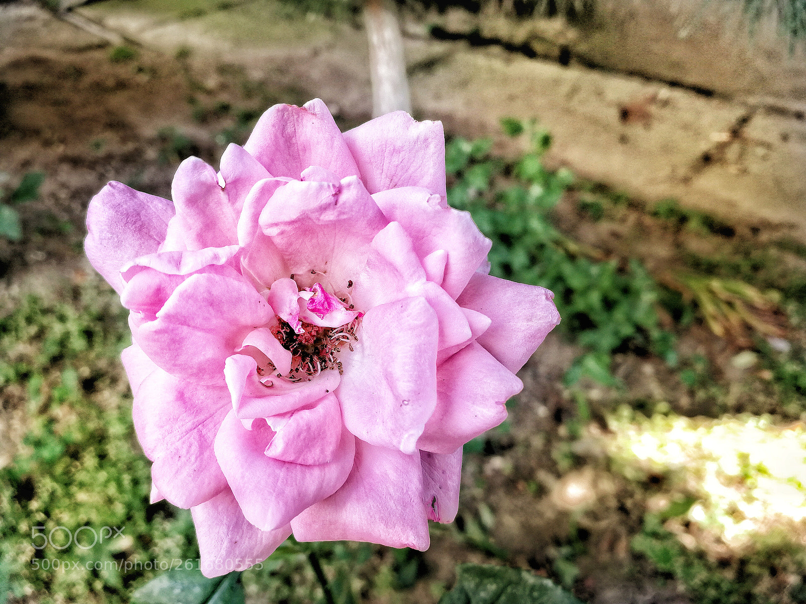 HUAWEI P10 sample photo. Lonely pink rose photography