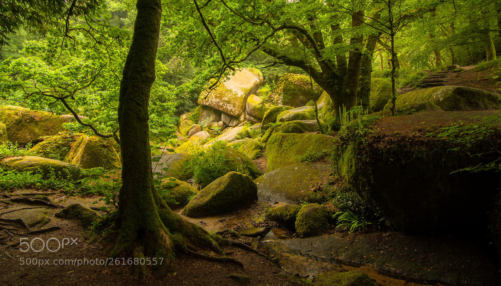 Nikon D7200 sample photo. Foret huelgoat photography