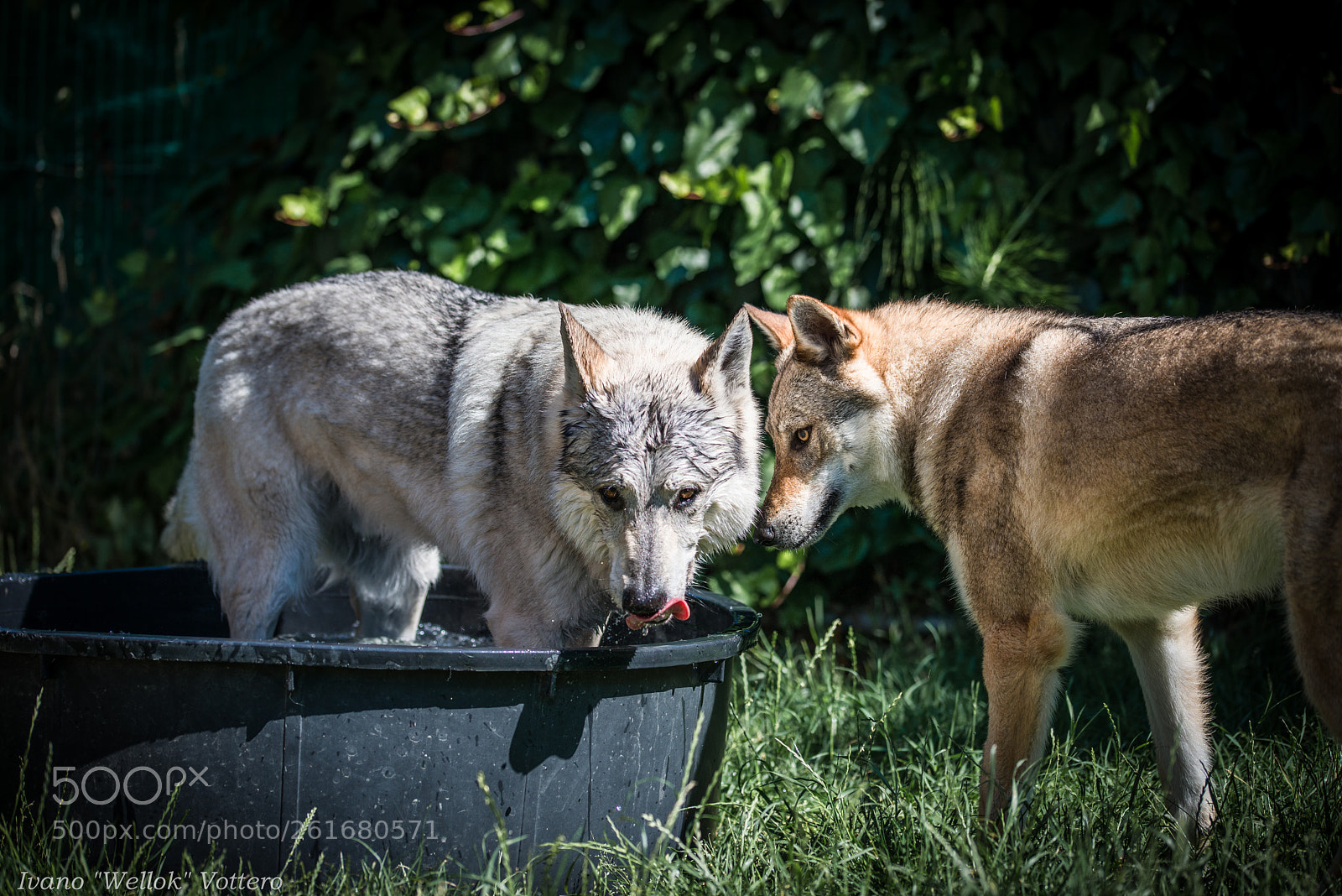 Nikon D800 sample photo. Wolfdogs in the tub photography