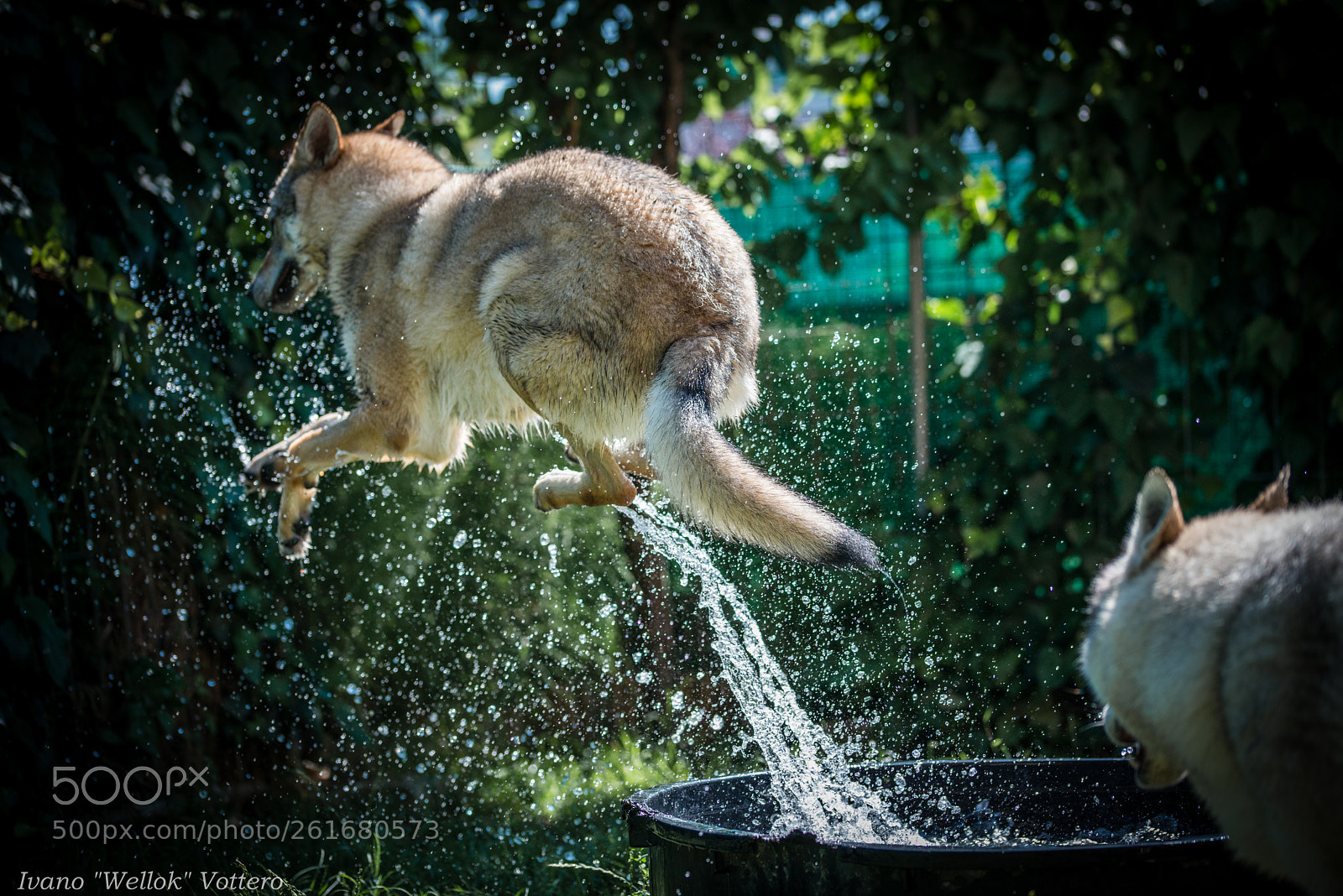 Nikon D800 sample photo. Wolfdogs in the tub photography