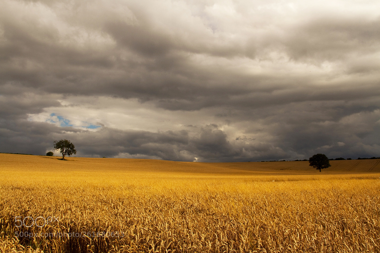 Canon EOS 7D sample photo. Summer field photography