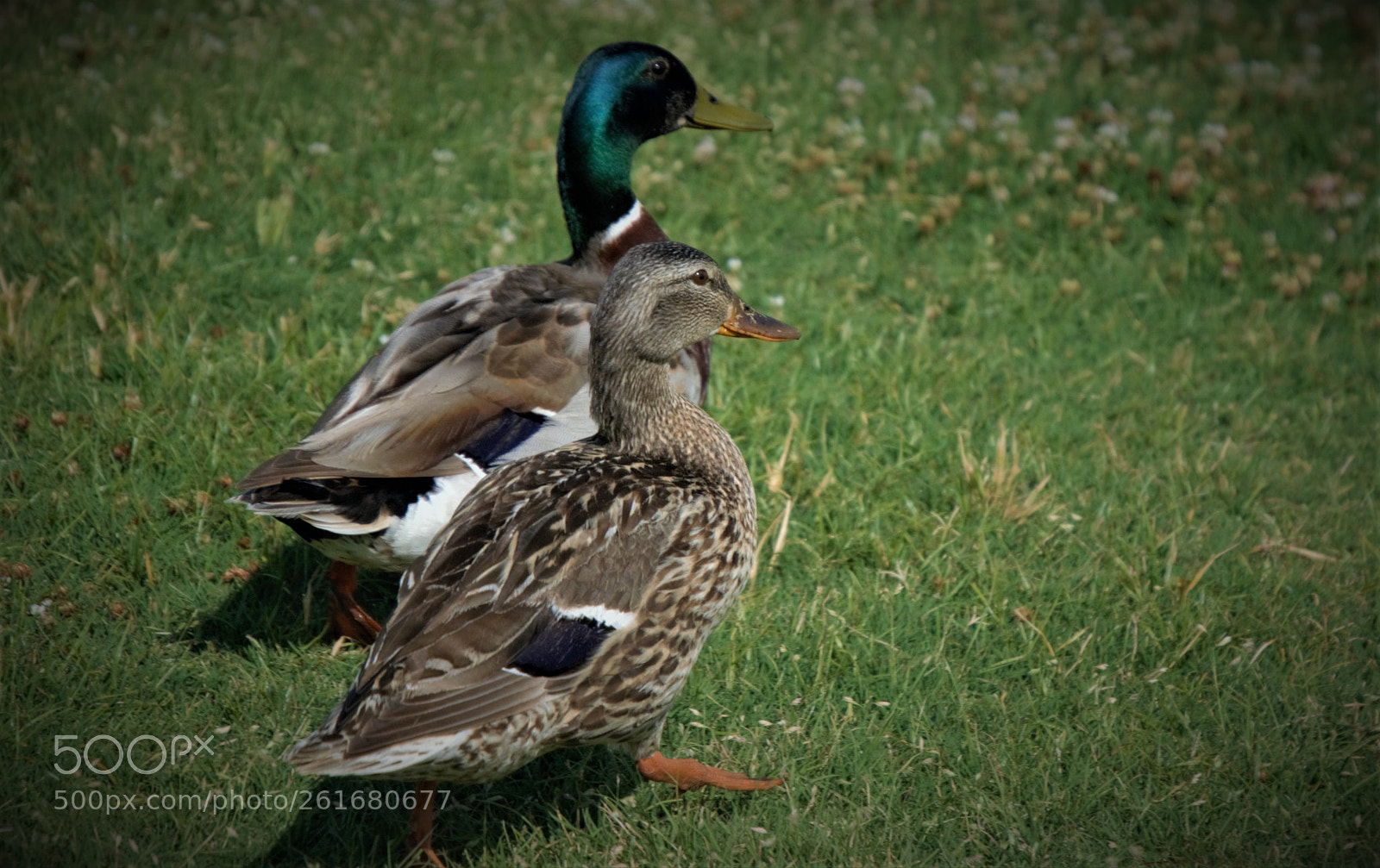 Nikon D5100 sample photo. Ducks ii photography