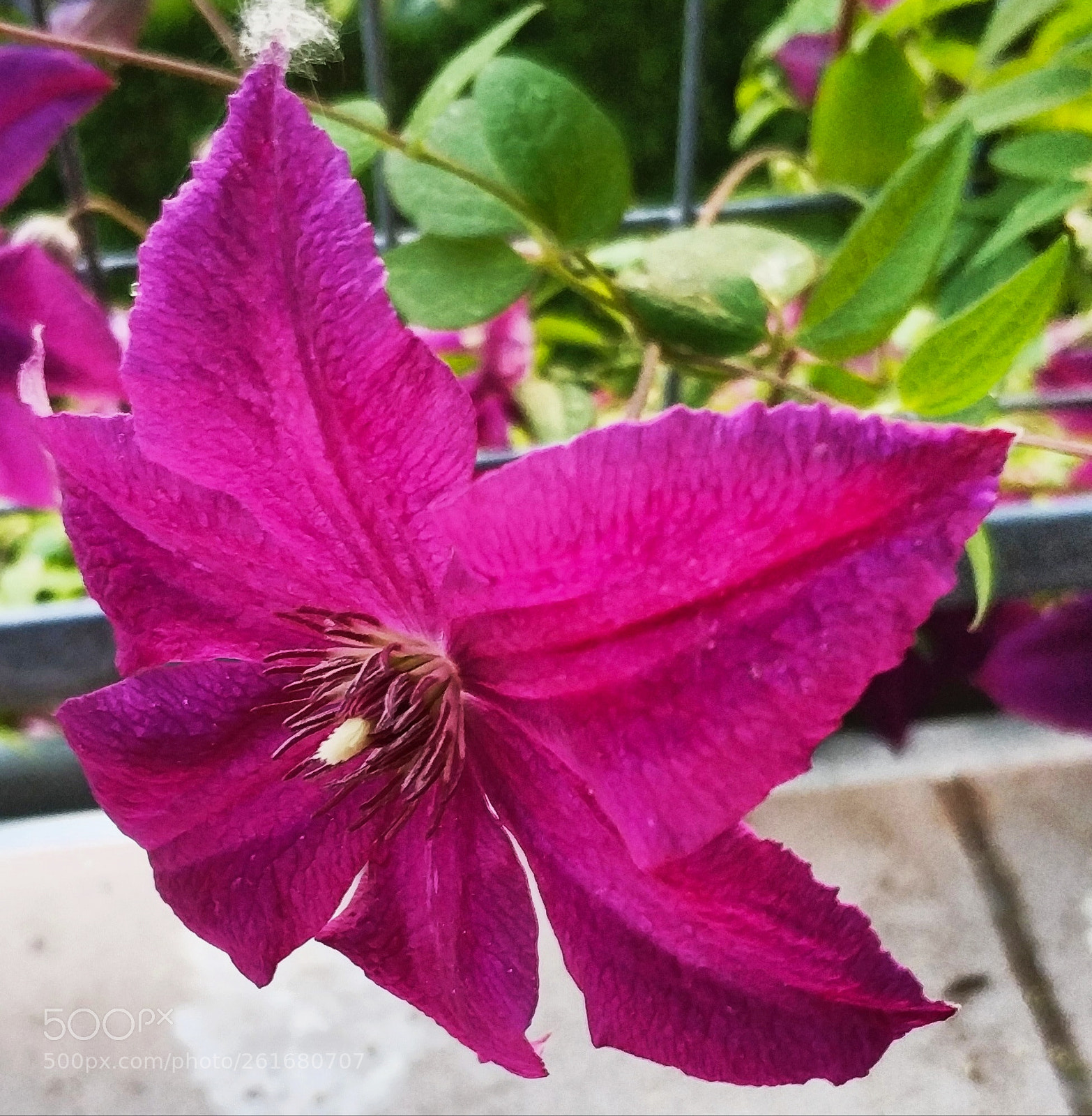 Xiaomi MI6 sample photo. Clematis - guest from photography