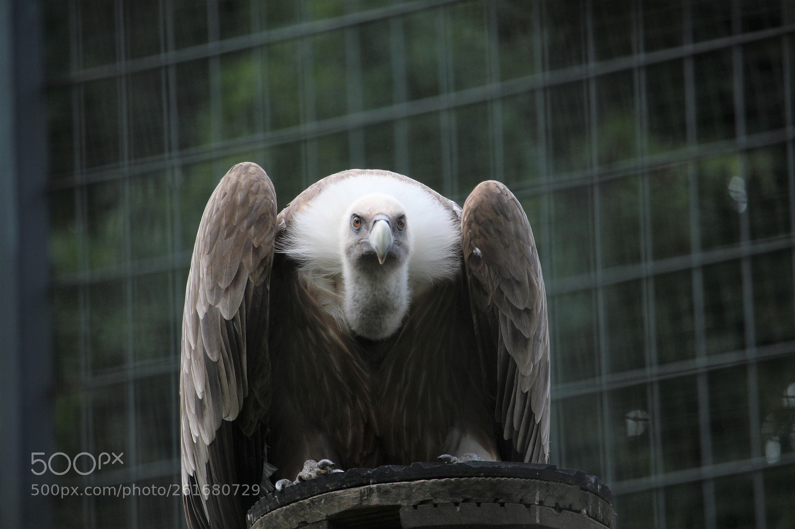 Canon EOS 700D (EOS Rebel T5i / EOS Kiss X7i) sample photo. Majestic vulture photography