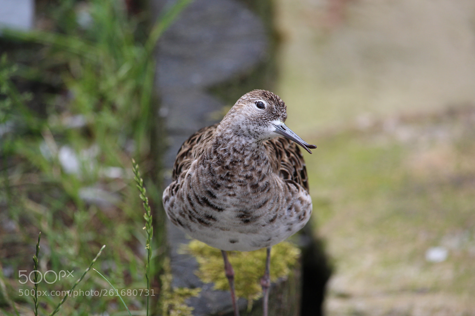 Canon EOS 700D (EOS Rebel T5i / EOS Kiss X7i) + Canon EF-S 55-250mm F4-5.6 IS STM sample photo. Are you taking a photography