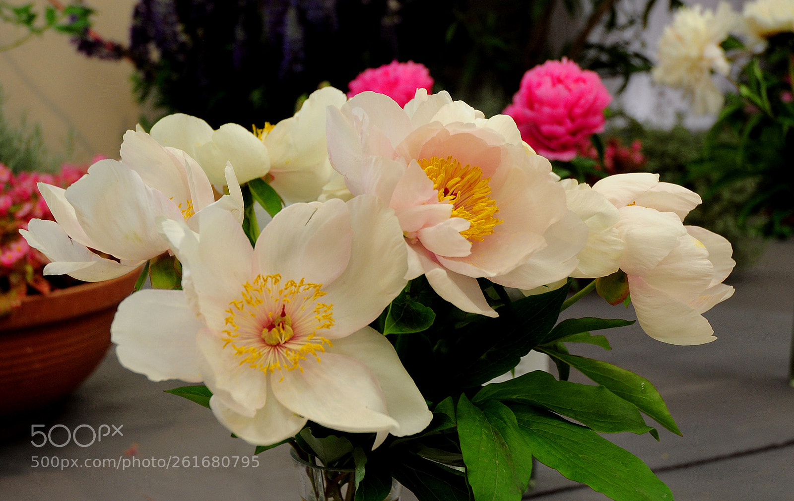Nikon D5000 sample photo. Пионы photography