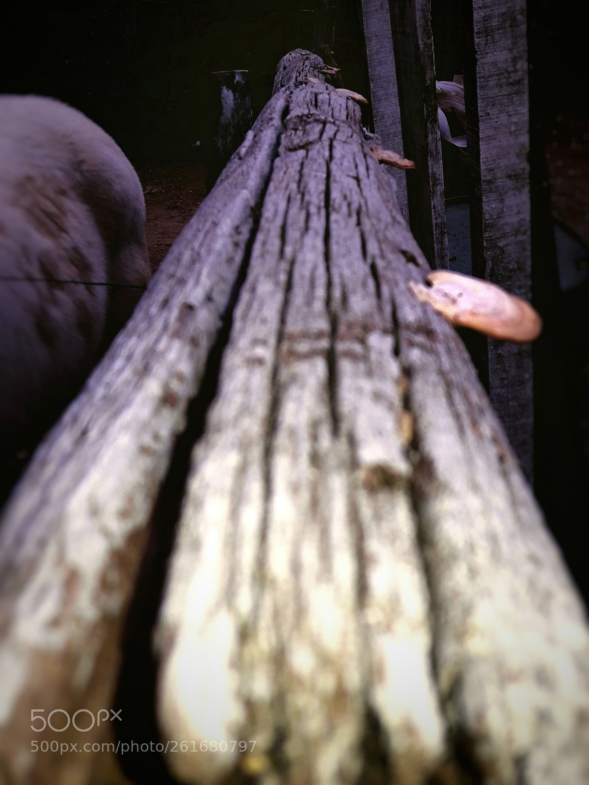 Samsung Galaxy J7 sample photo. Mushrooms on lumber photography