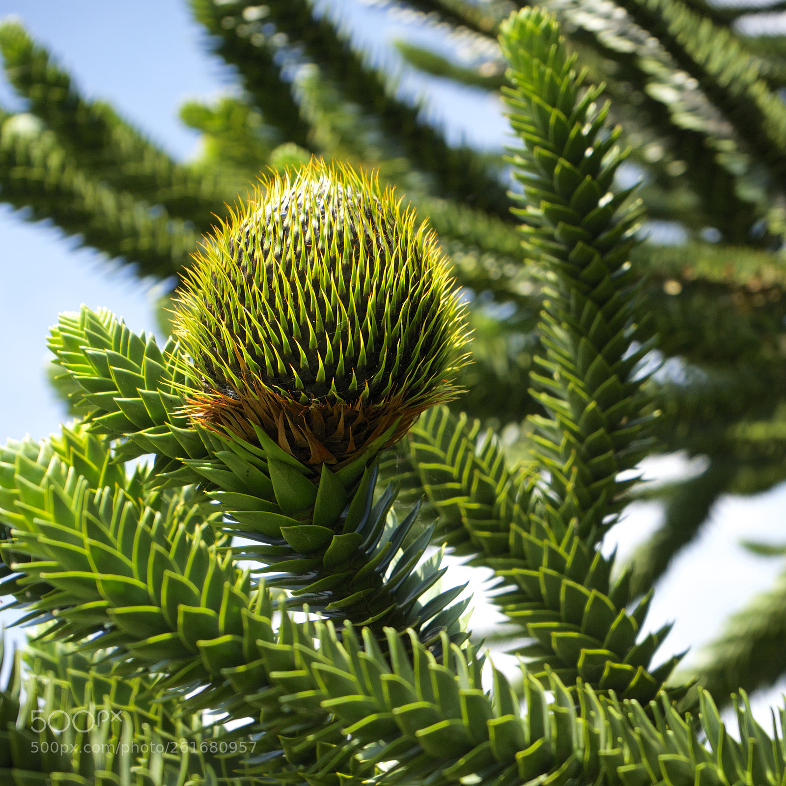 Sony a7 sample photo. Monkey puzzle flower photography