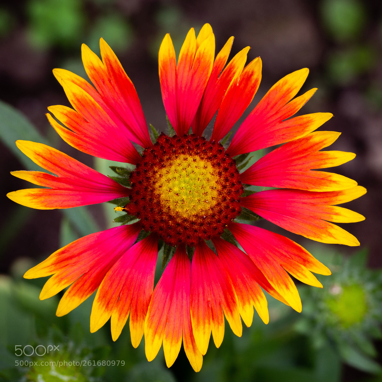 Canon EOS 6D sample photo. Small sun photography