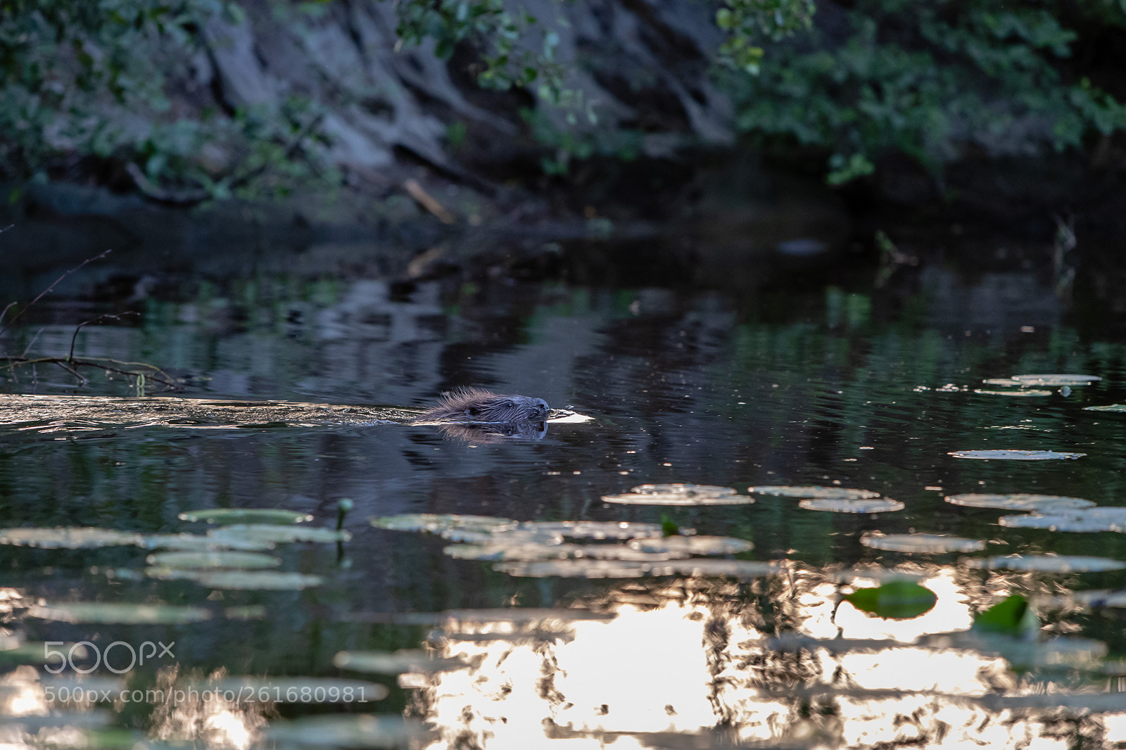 Canon EOS-1D X Mark II sample photo. Beaver just south of photography