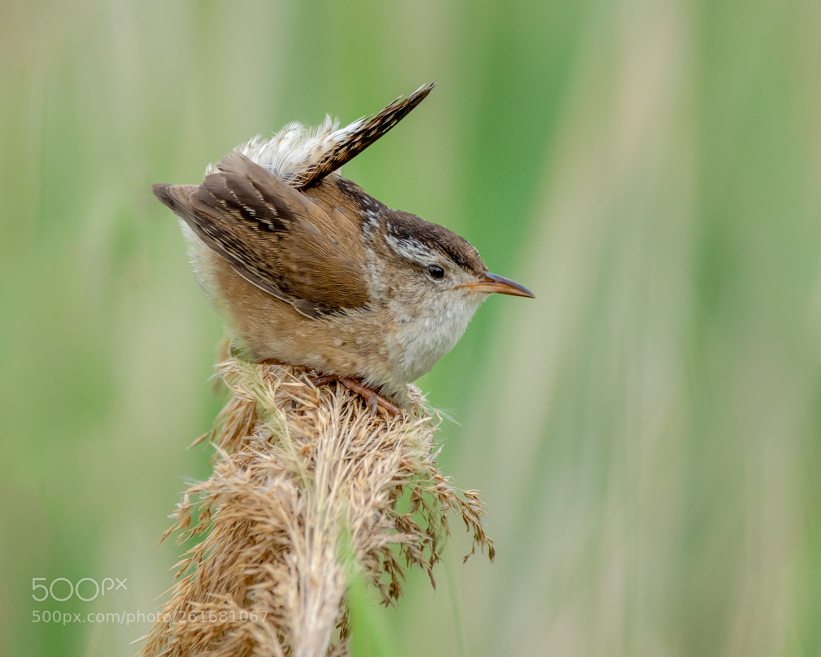 Canon EOS 7D Mark II sample photo. Wren photography