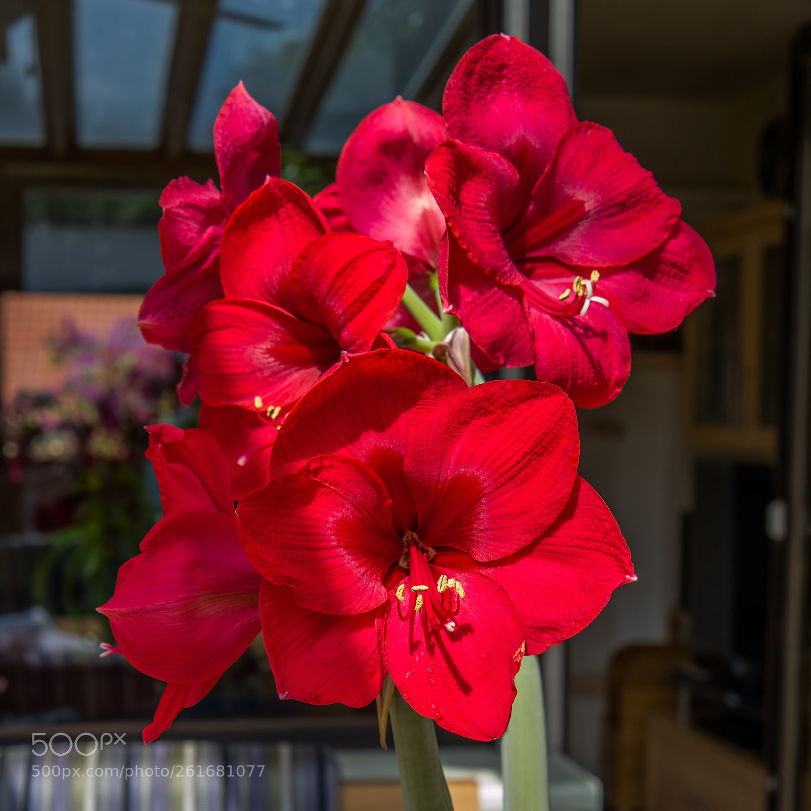 Leica TL2 sample photo. Amaryllis photography