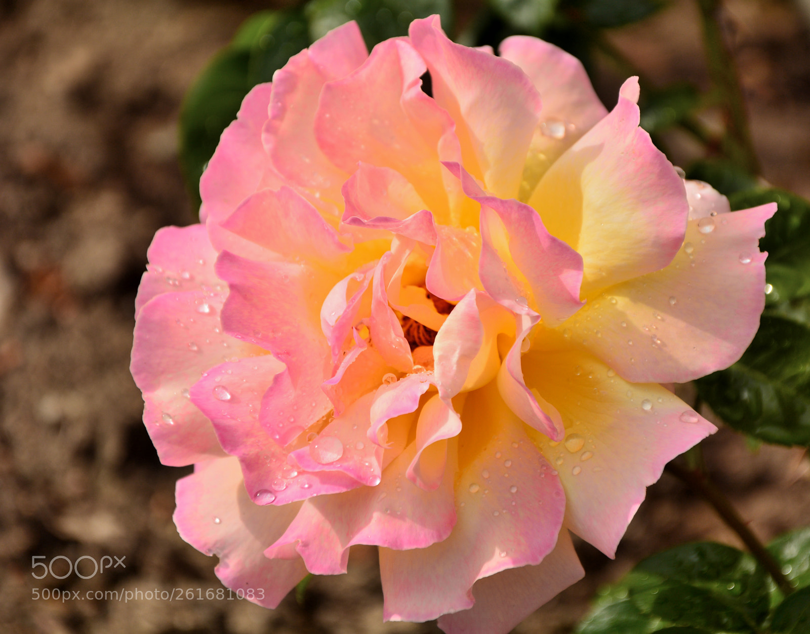 Nikon D7100 sample photo. Roses photography