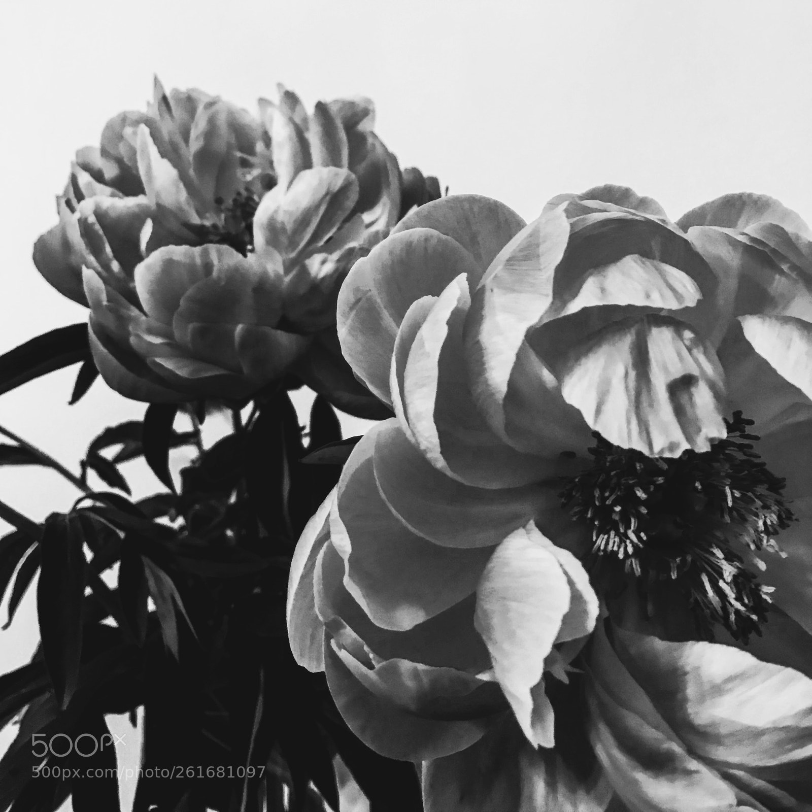Apple iPhone 7 sample photo. Mpplthrp photography