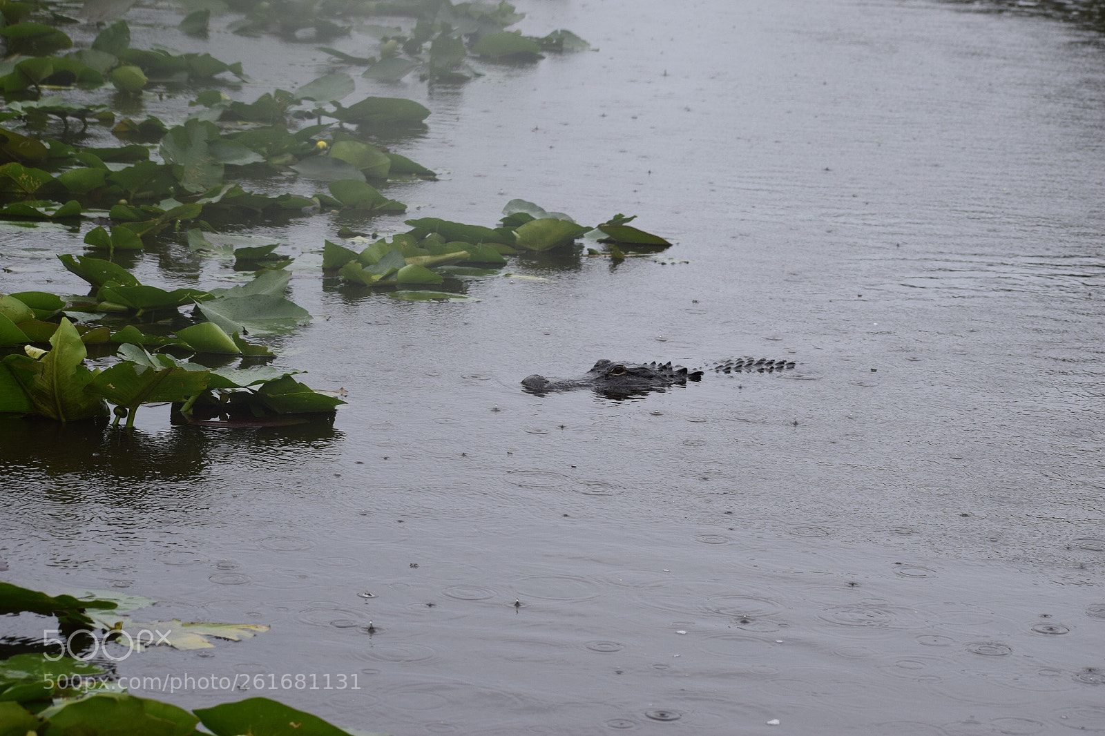 Nikon D3300 sample photo. Aligator photography
