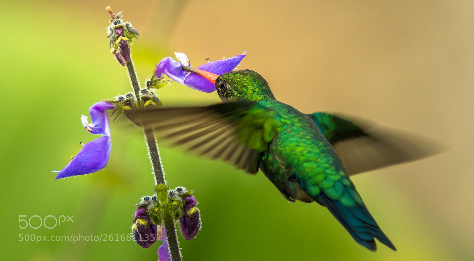 Nikon D7100 sample photo. Green hummingbird photography