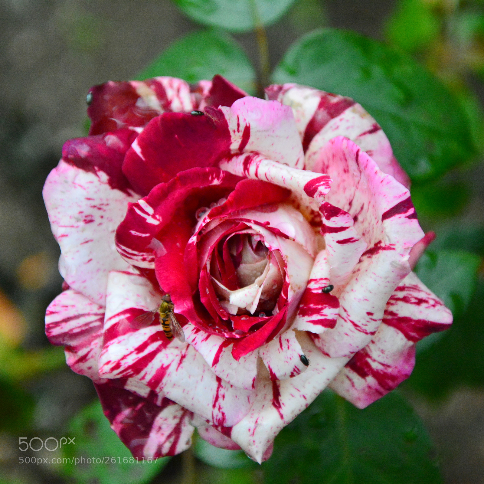 Nikon D7100 sample photo. Roses photography