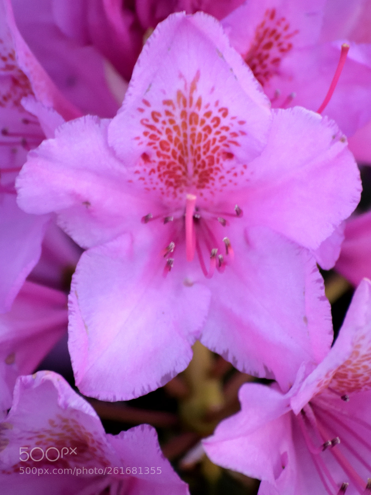 Nikon D5300 sample photo. Rhododendron photography