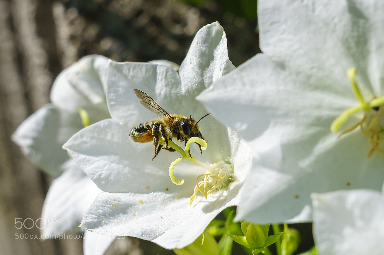 Sony a7R II sample photo. Untitled photography