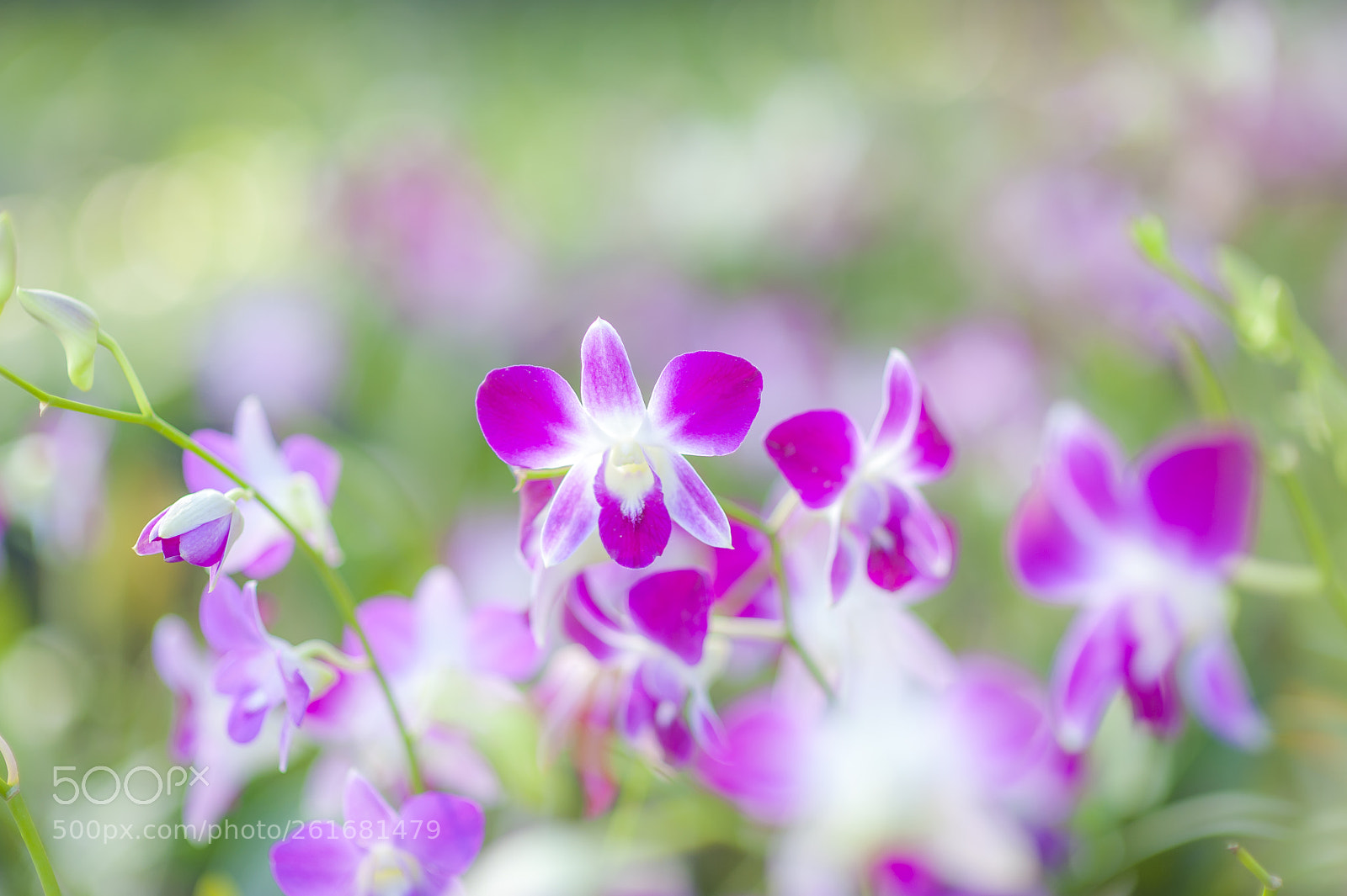 Nikon D700 sample photo. Orchid photography