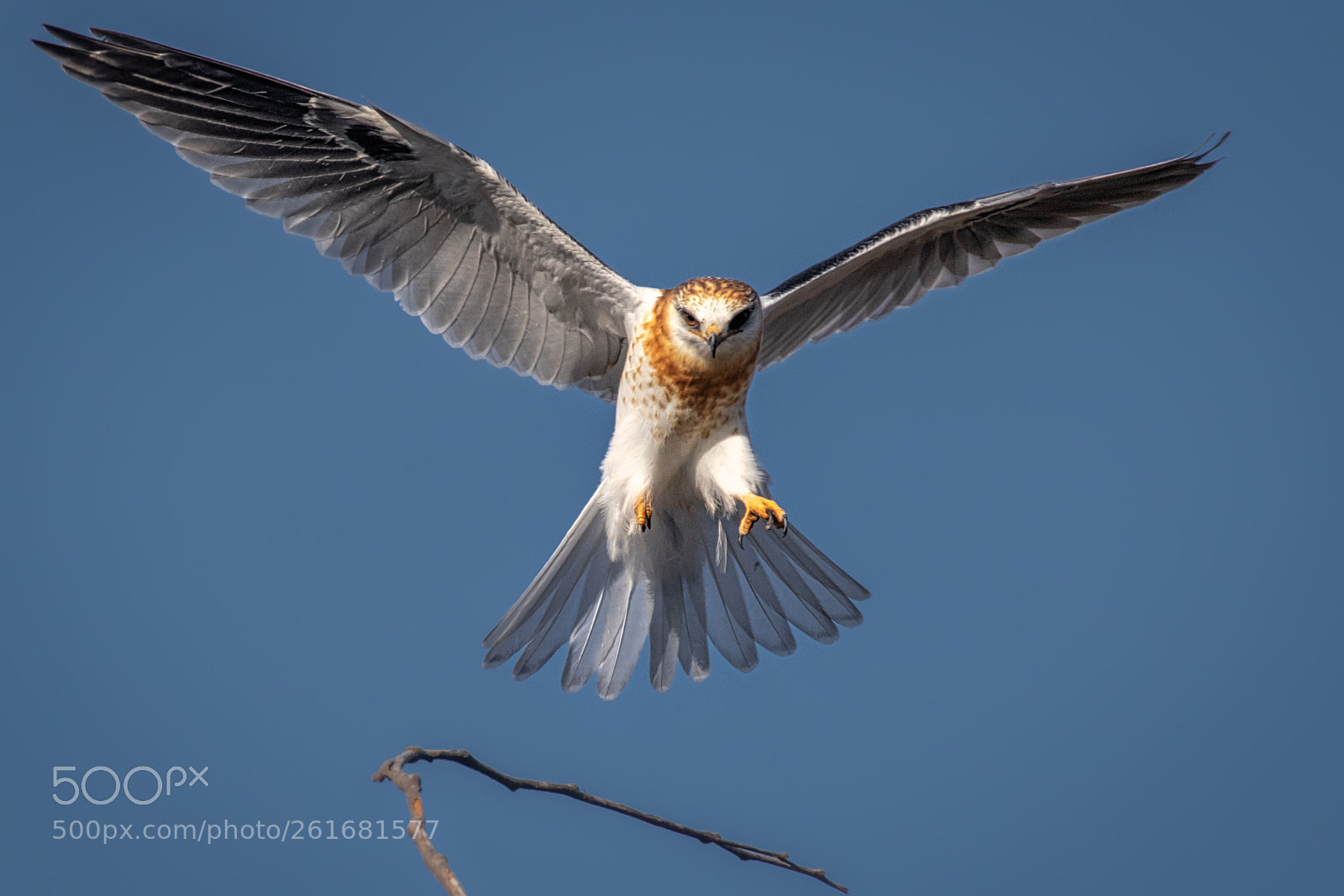 Canon EOS 7D Mark II sample photo. Ready for landing white-tailed photography