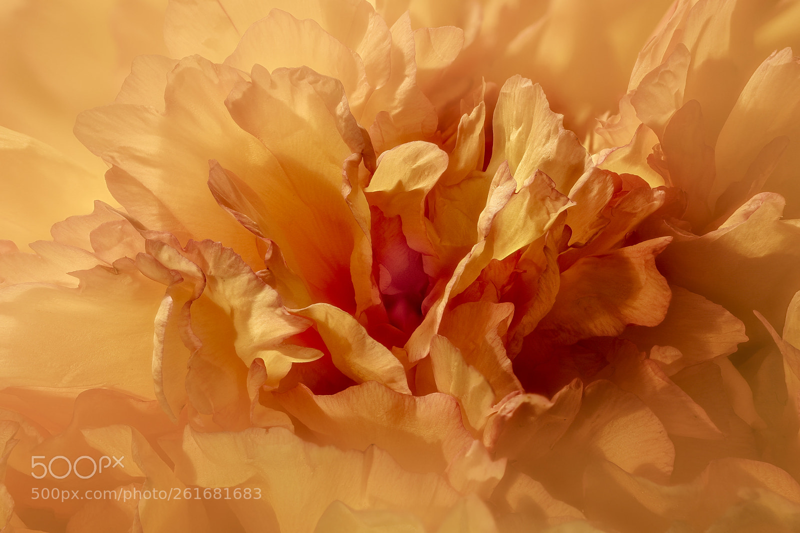 Canon EOS 5D Mark IV sample photo. Paeonia suffruticosa photography