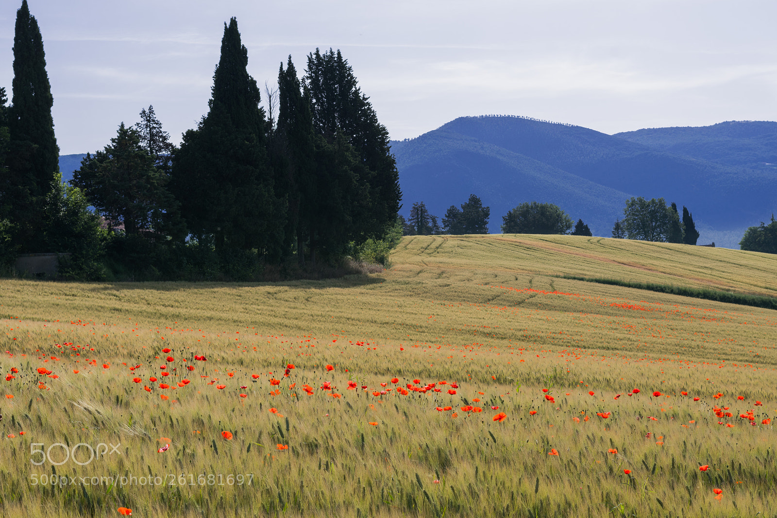 Nikon D500 sample photo. Untitled photography