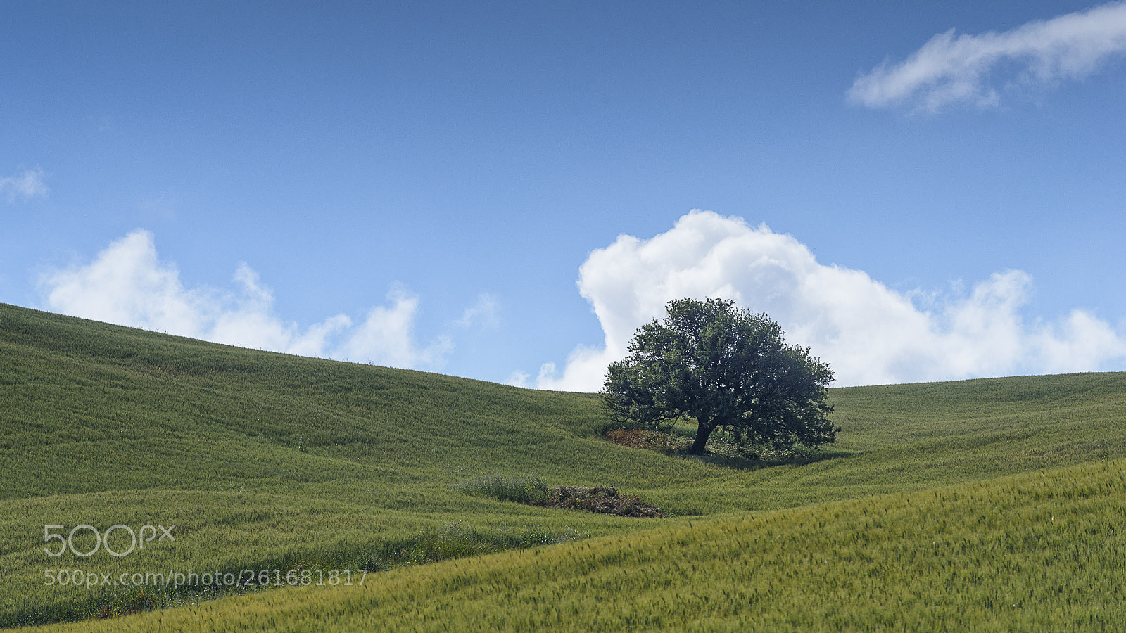 Nikon D750 sample photo. Trees of sicily #9 photography