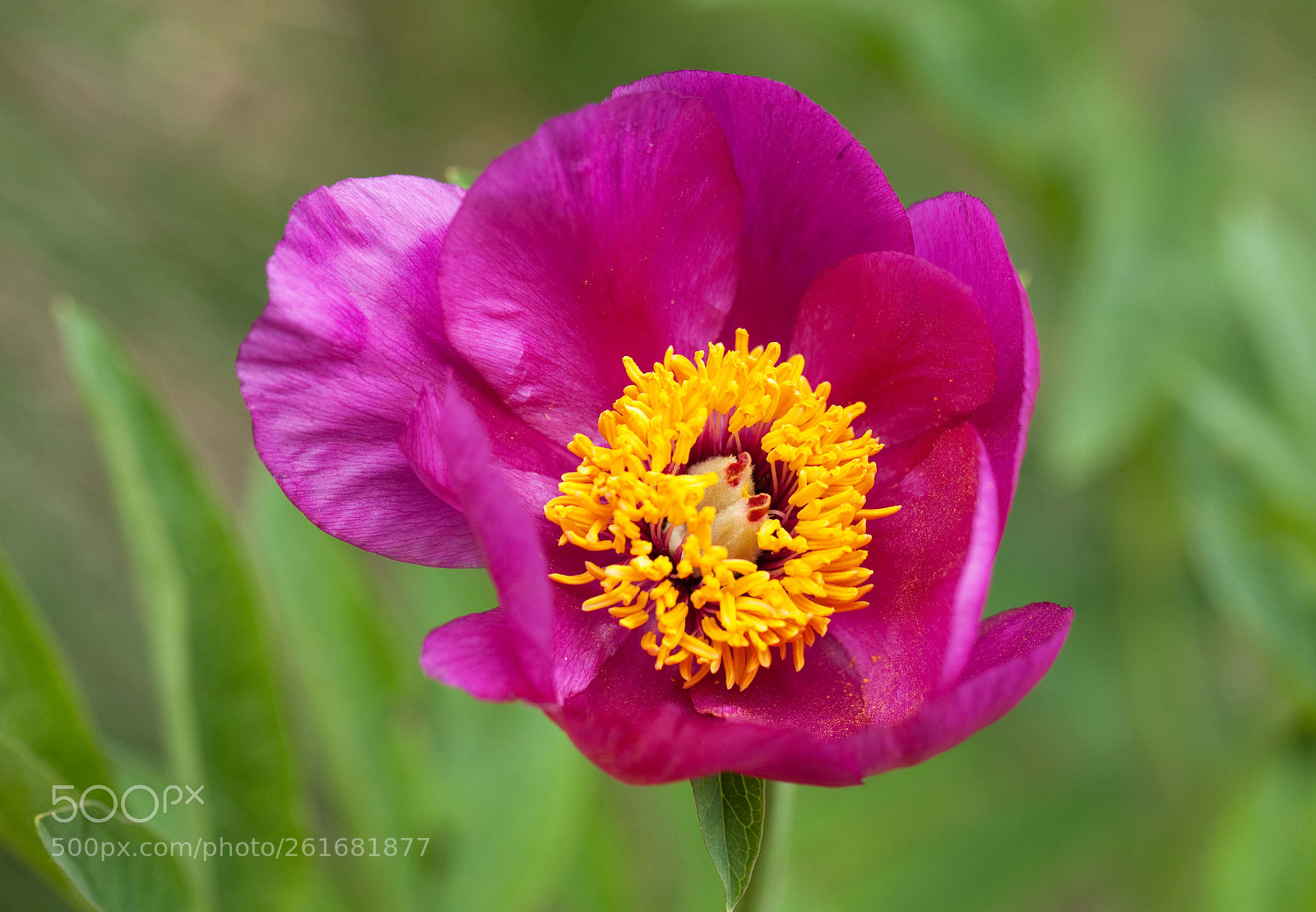 Canon EOS 5D Mark II sample photo. Peonia offcinalis in gressoney photography
