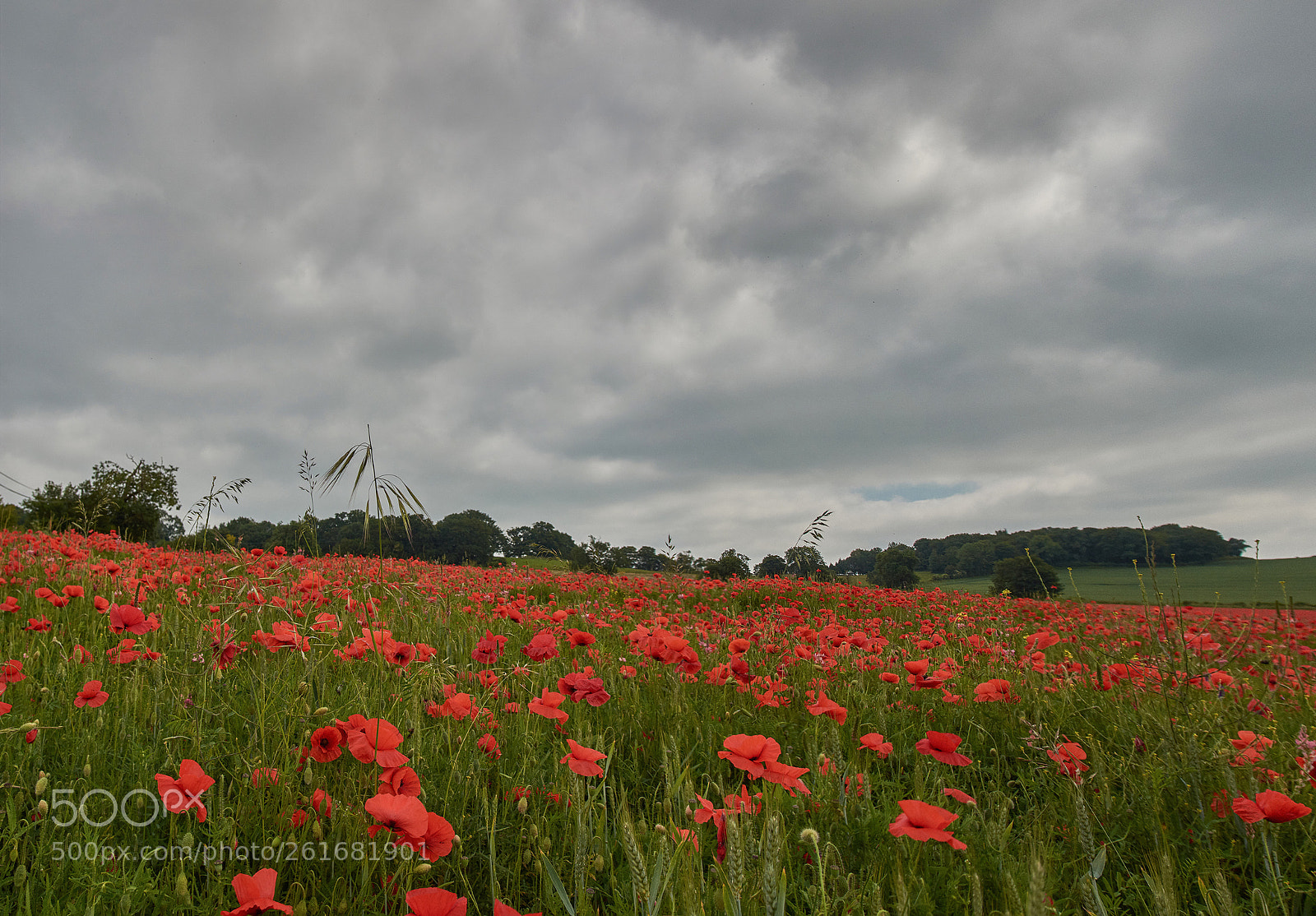 Nikon D7200 sample photo. Field of red photography