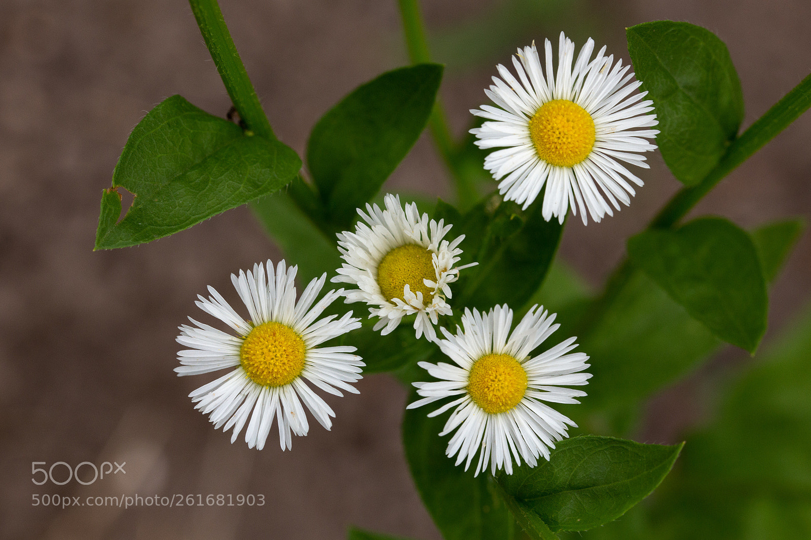 Canon EOS 6D sample photo. Daisy photography
