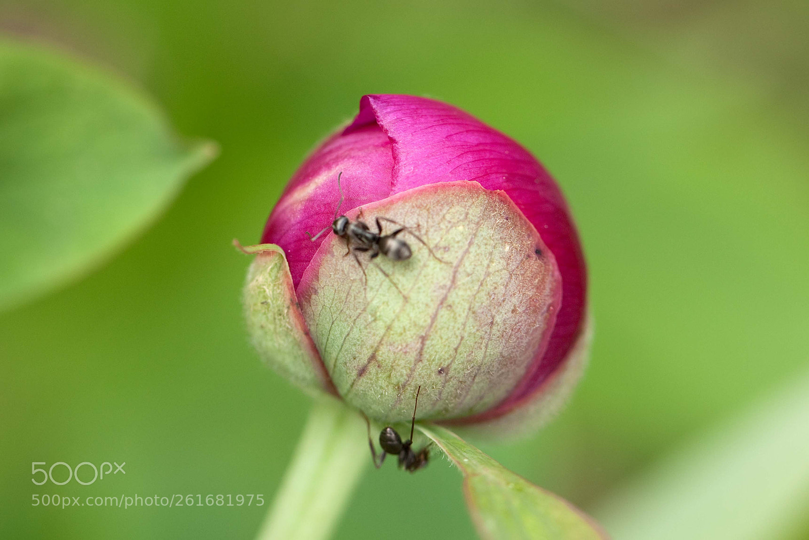 Canon EOS 5D Mark II sample photo. Ants on a flower photography