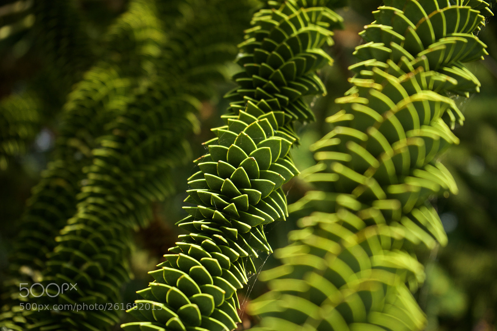 Sony a7 sample photo. Monkey puzzle abstract photography