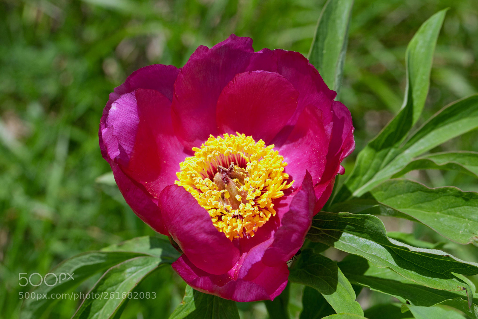 Canon EOS 5D Mark II sample photo. Peonia offincinalis photography