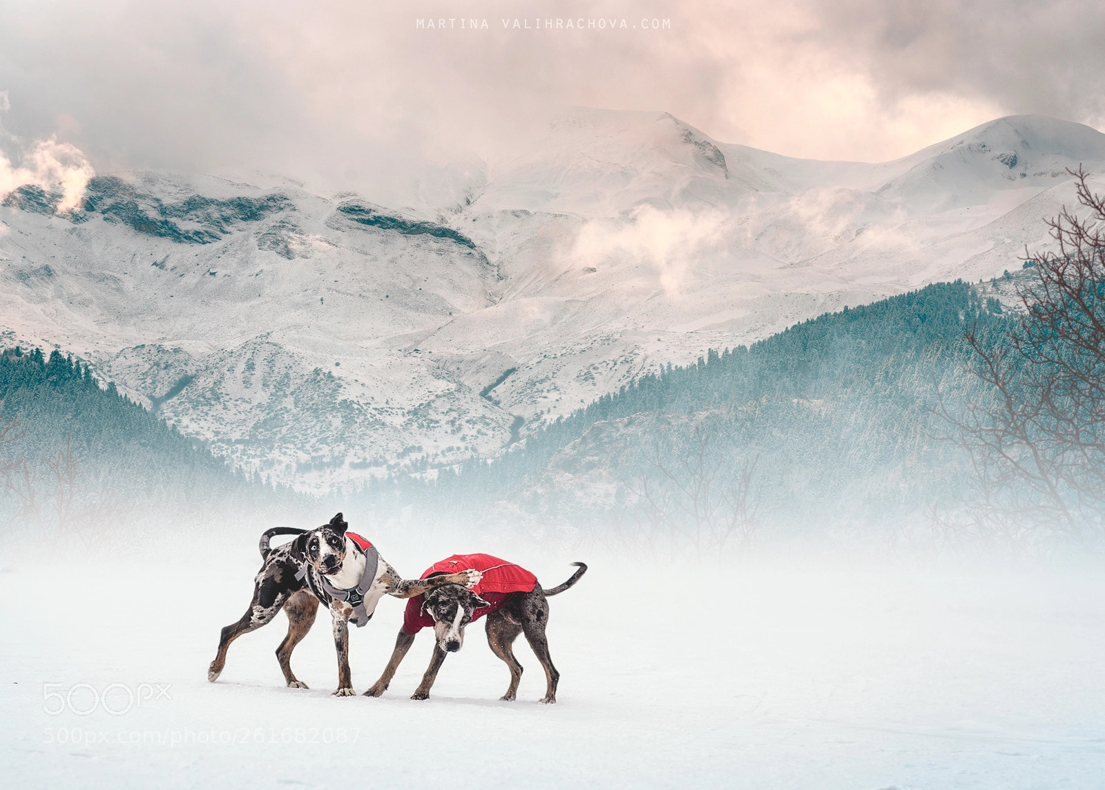 Nikon D750 sample photo. Catahoulas in the alps photography