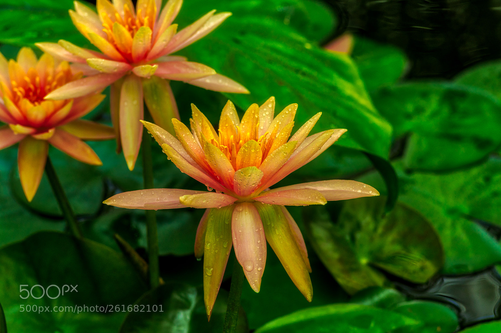 Pentax K-3 II sample photo. Sf botanical garden photography