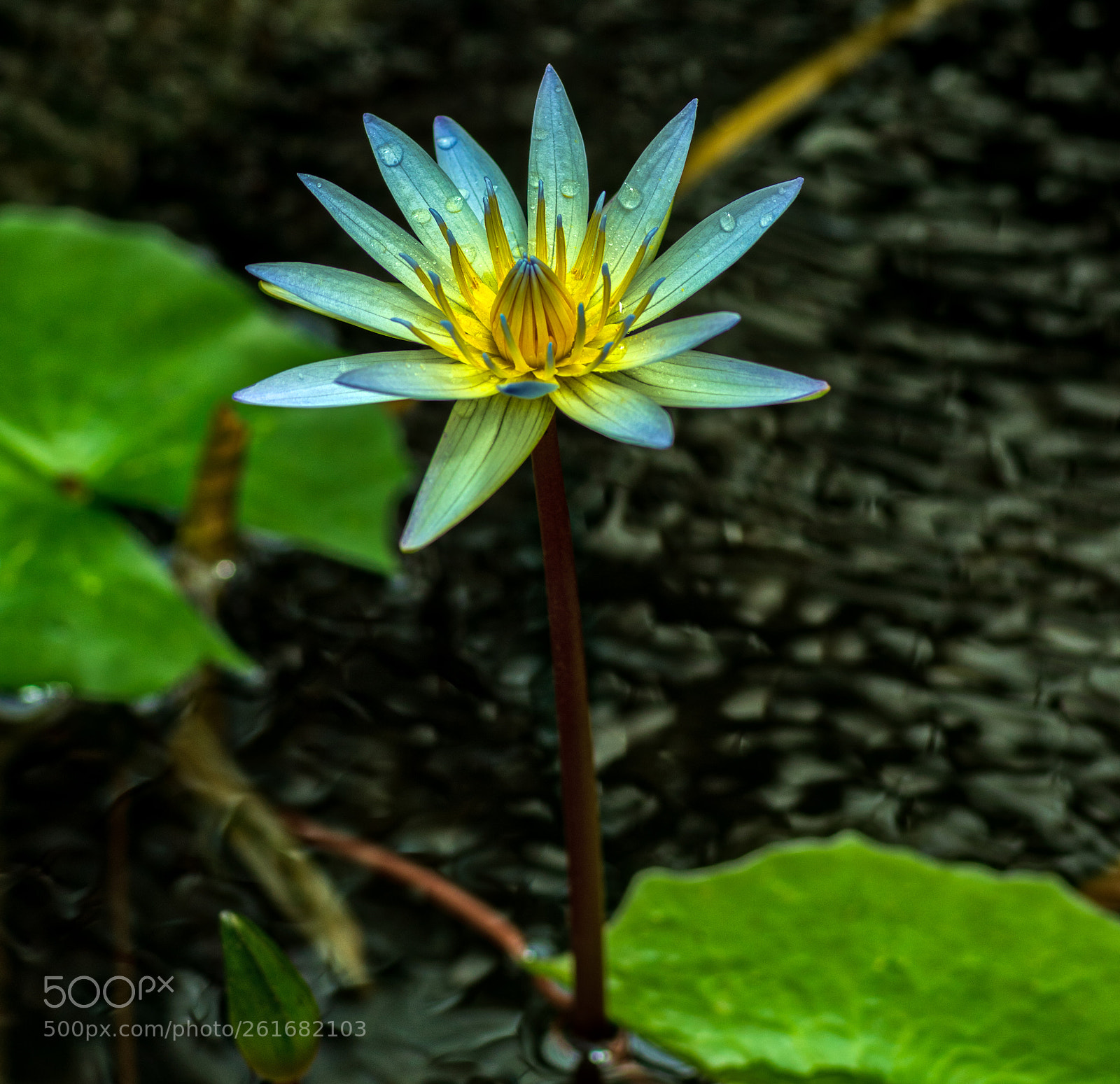 Pentax K-3 II sample photo. Sf botanical garden photography