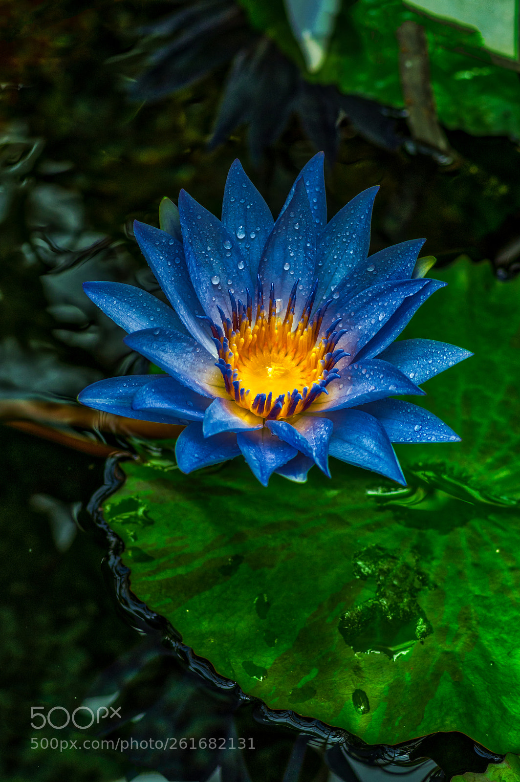 Pentax K-3 II sample photo. Sf botanical garden photography