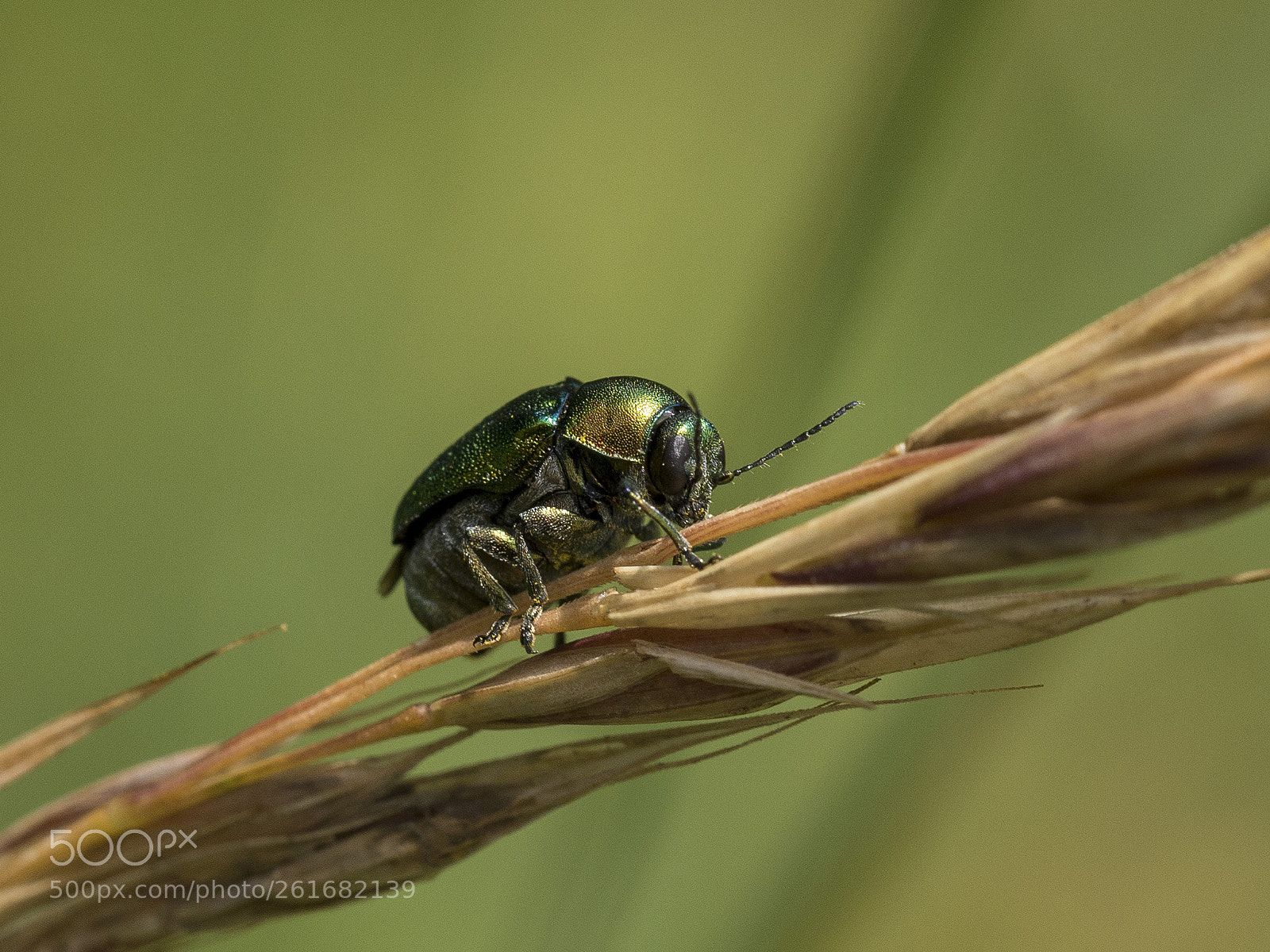Panasonic Lumix DMC-G6 sample photo. Emerald green photography