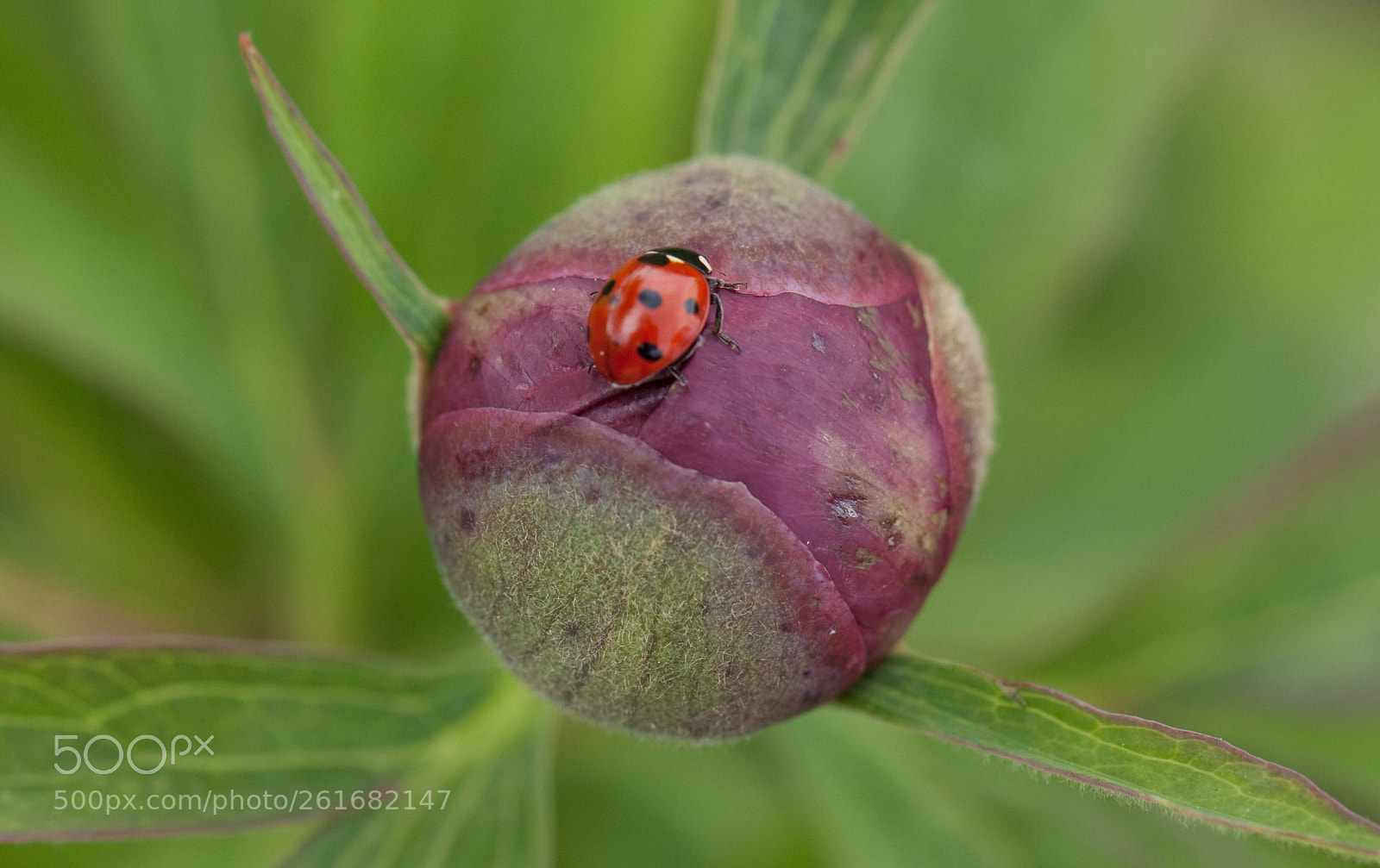 Canon EOS 5D Mark II sample photo. Ladybug on a flower photography