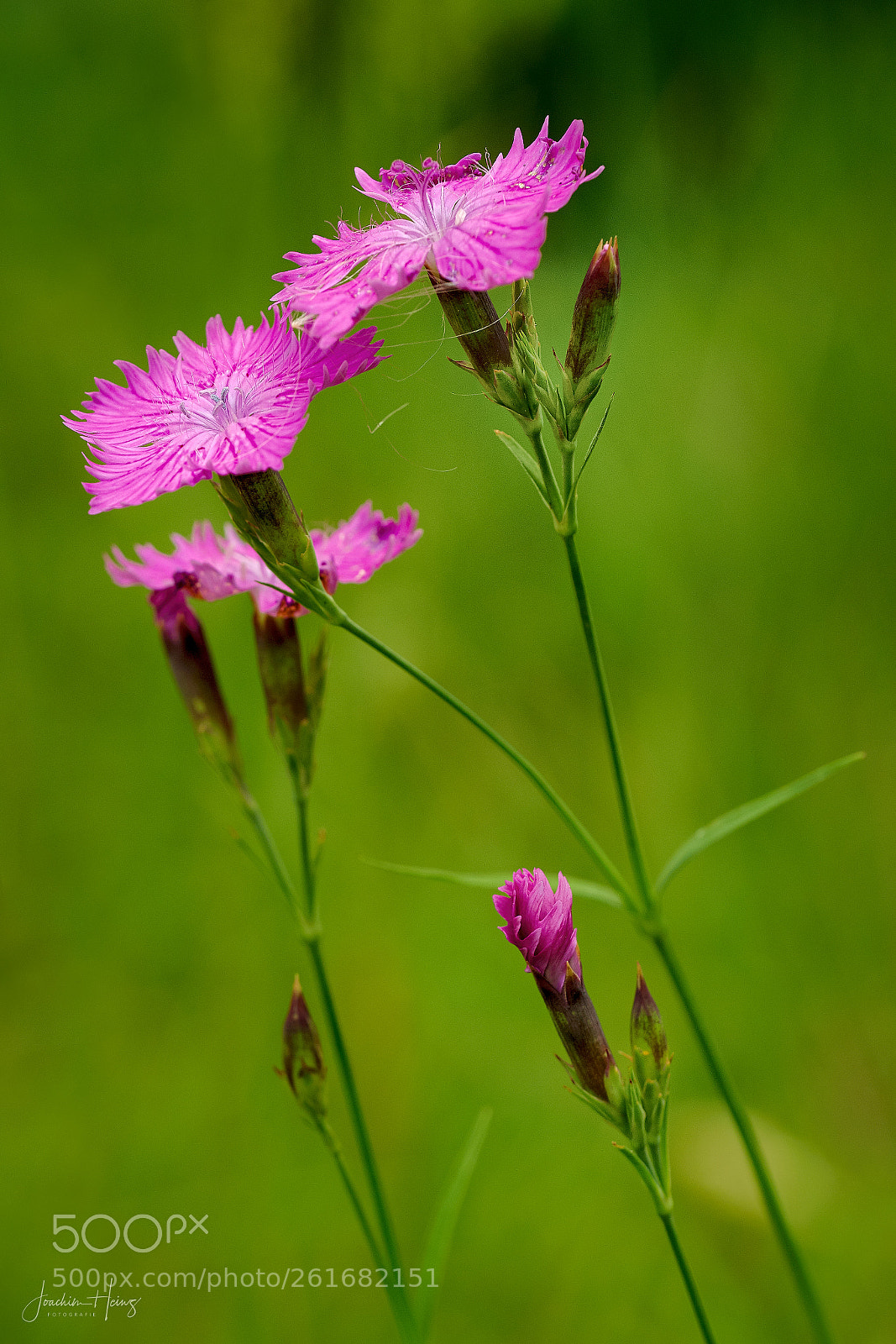 Fujifilm X-T2 sample photo. Clusterhead pink photography