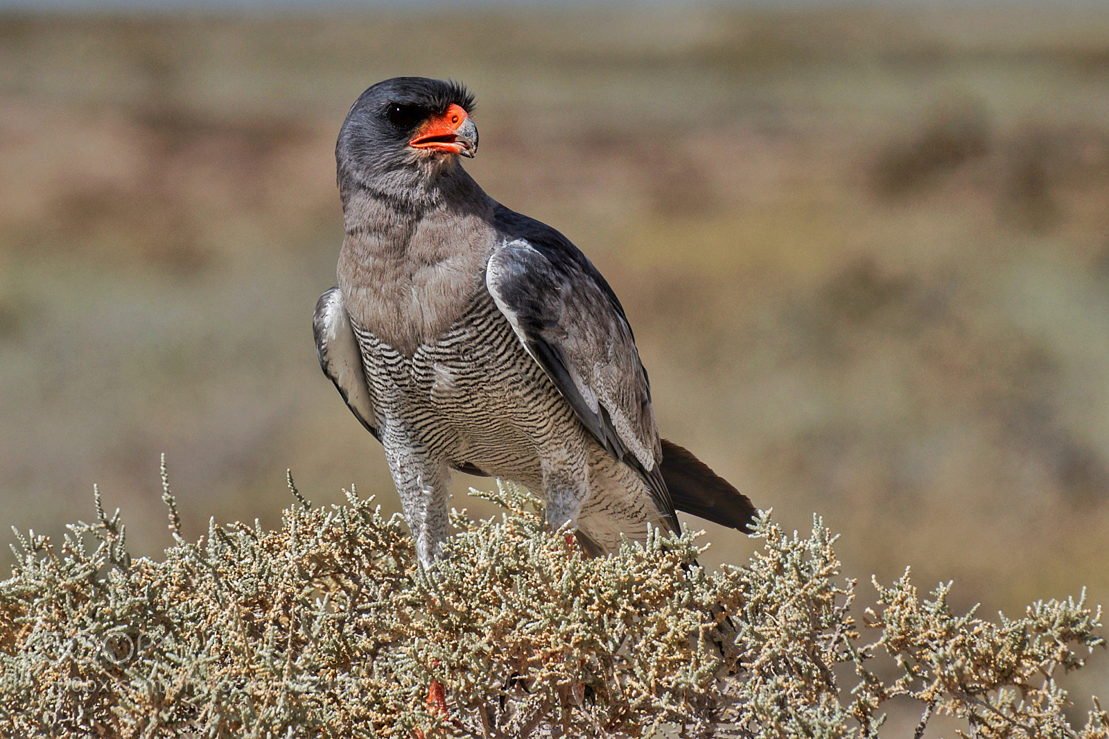 Sony SLT-A77 sample photo. Pale chanting goshawk photography