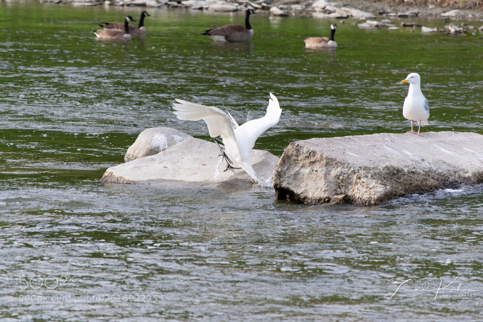 Nikon D3400 sample photo. Great egret diving for photography