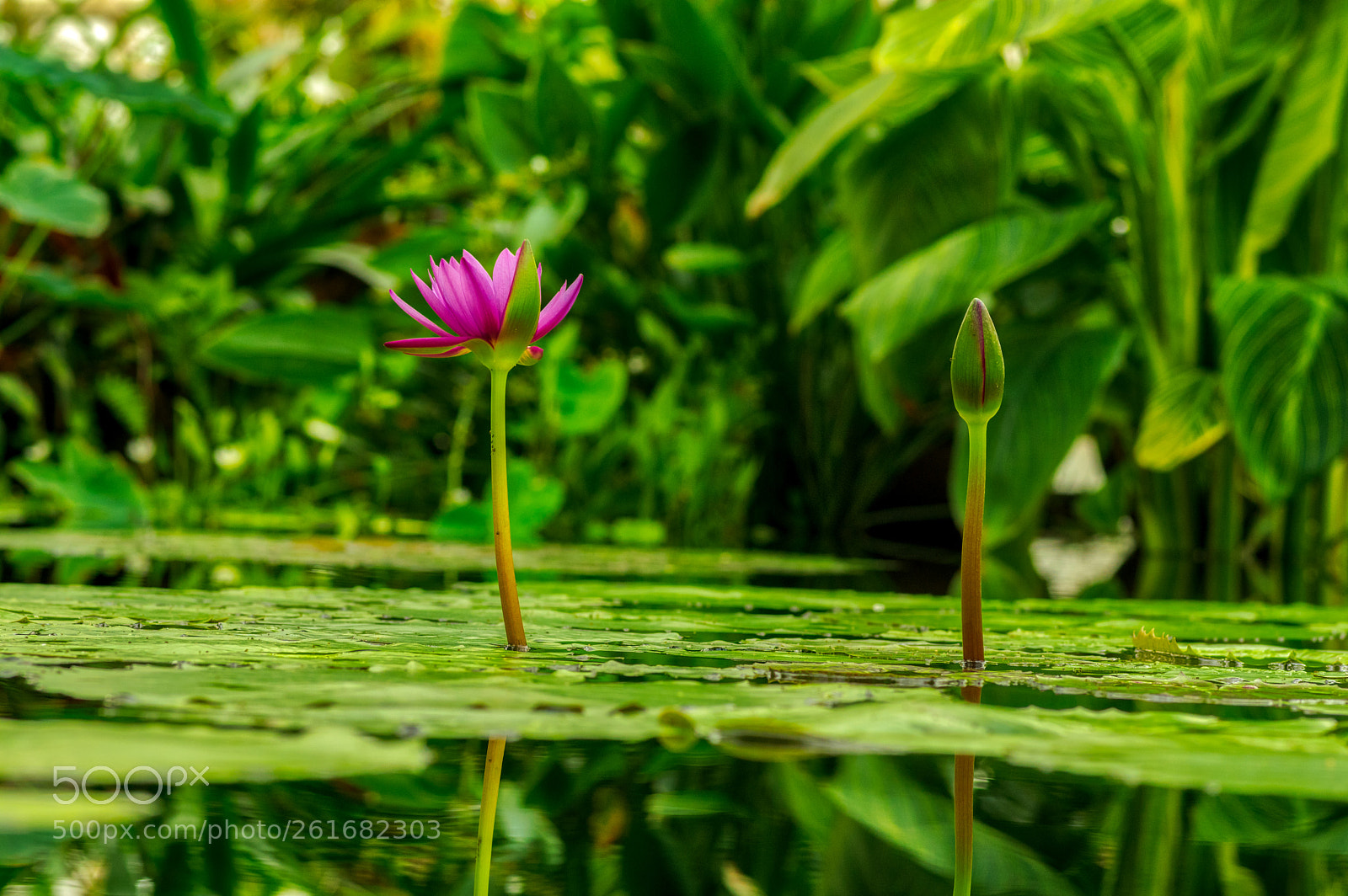 Pentax K-3 II sample photo. Sf botanical garden photography