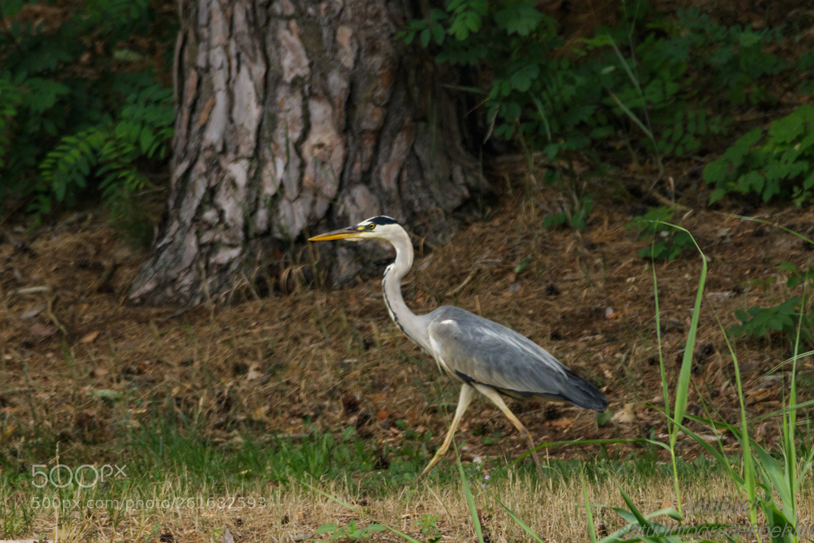 Canon EOS 7D Mark II sample photo. I am walking photography