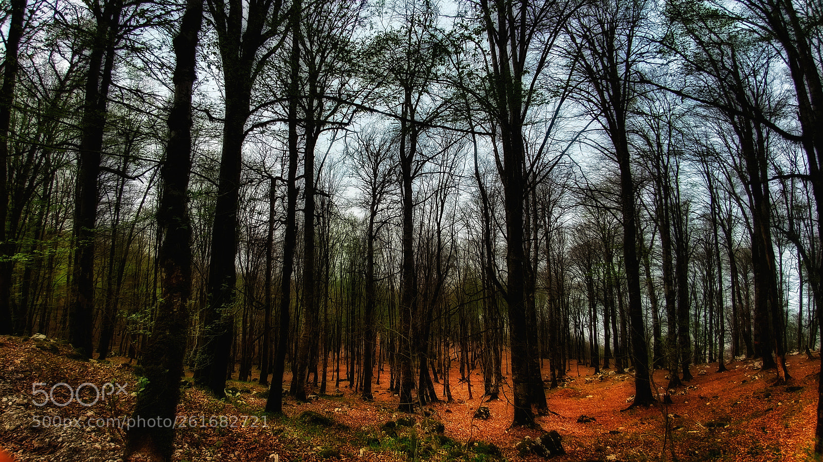 LG G5 sample photo. Gloomy forest photography
