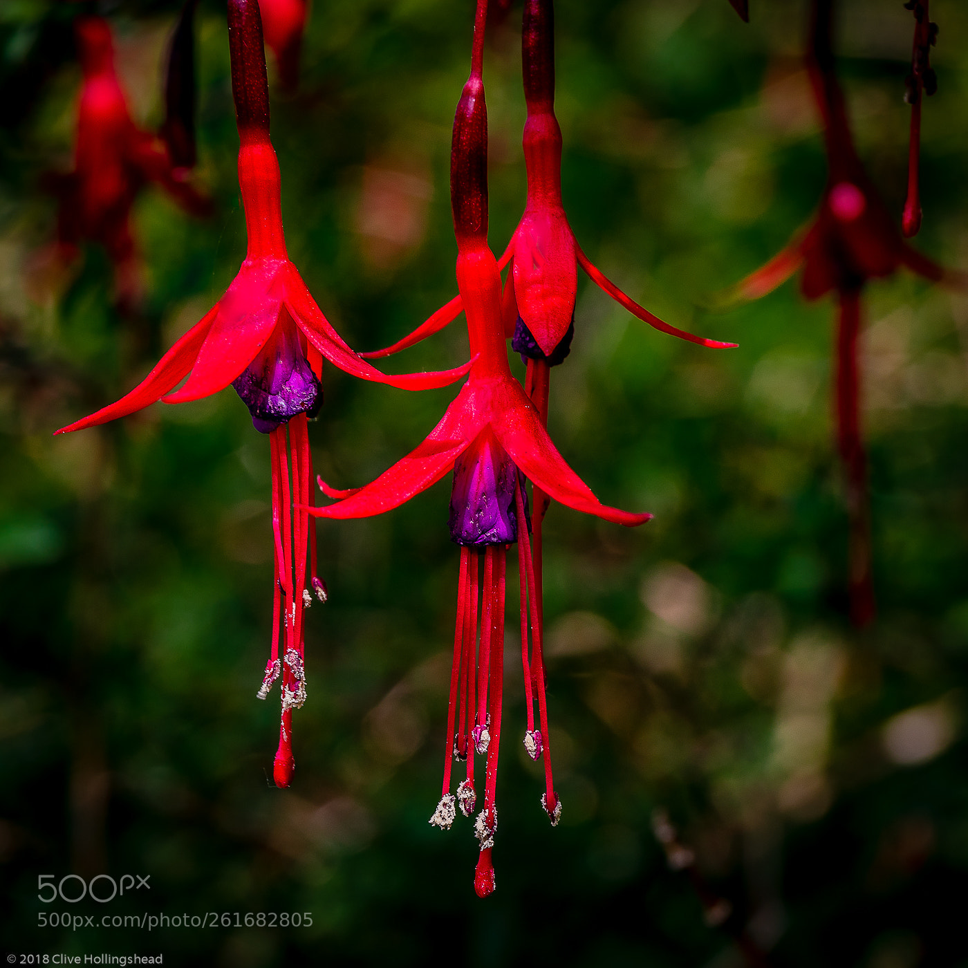Canon EOS 7D Mark II sample photo. Dangling with dust photography