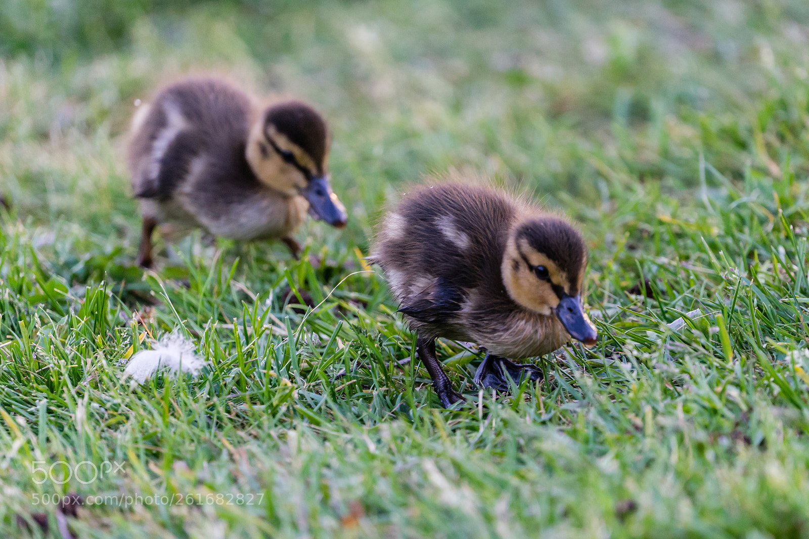 Sony a7 sample photo. Ducklings photography