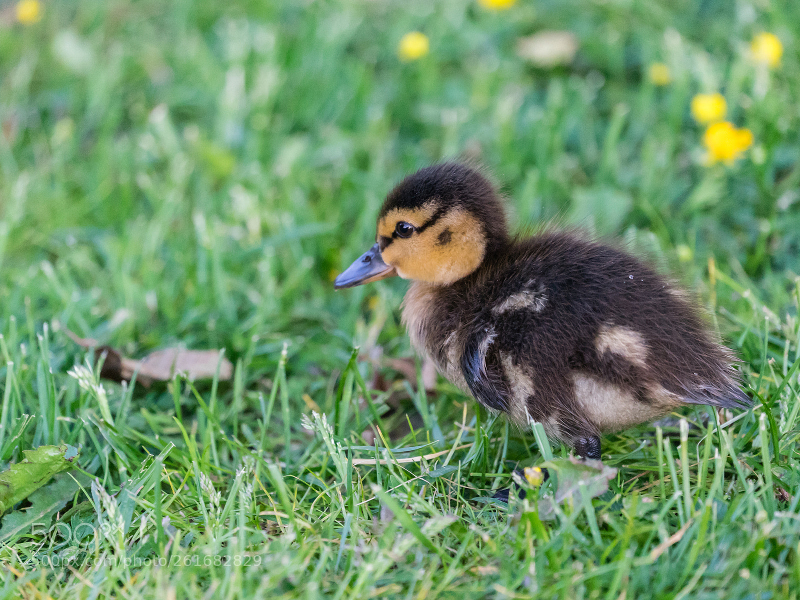 Sony a7 sample photo. Baby duck photography